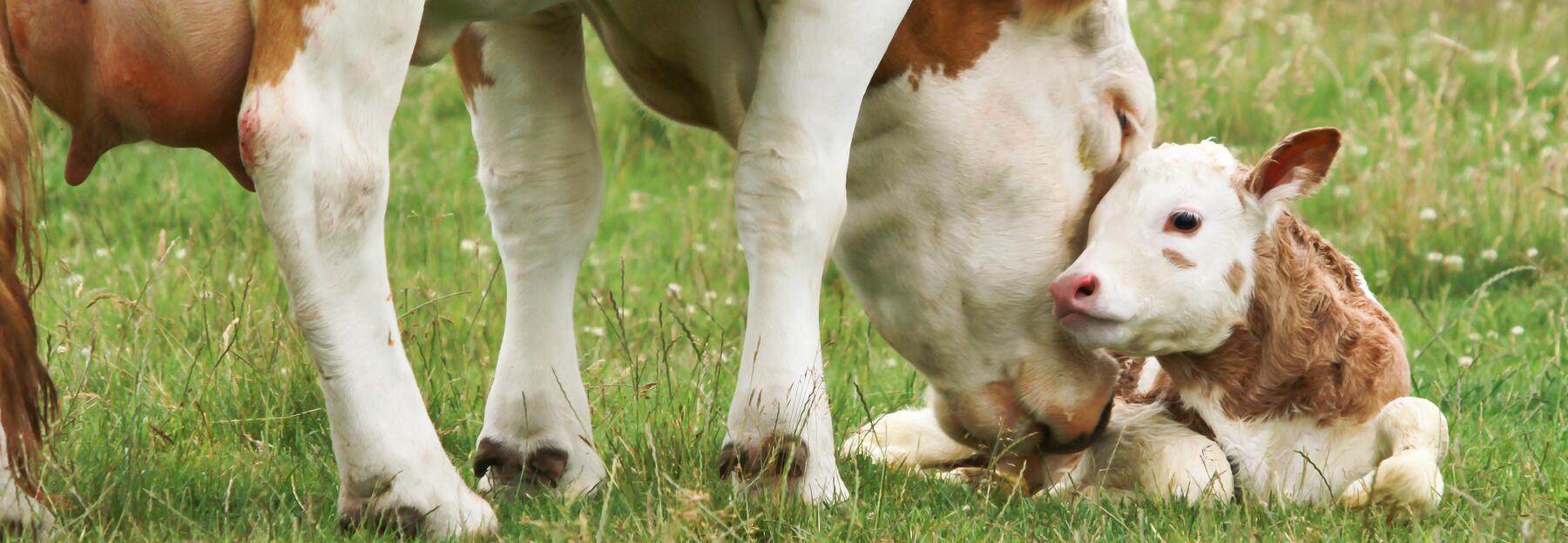 Neugeborenes Kalb und die Mutter