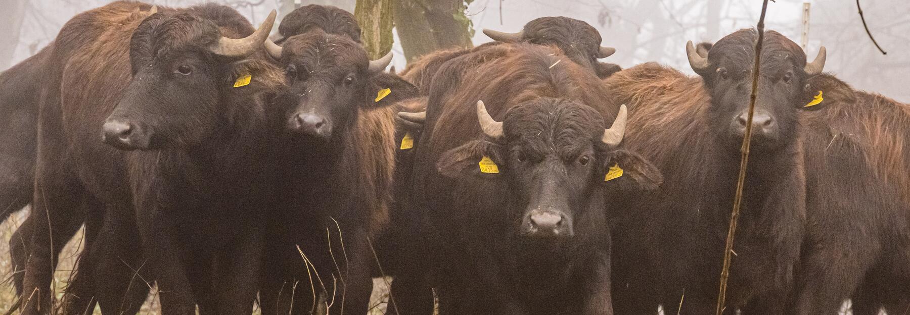Wasserbüffel auf Weide