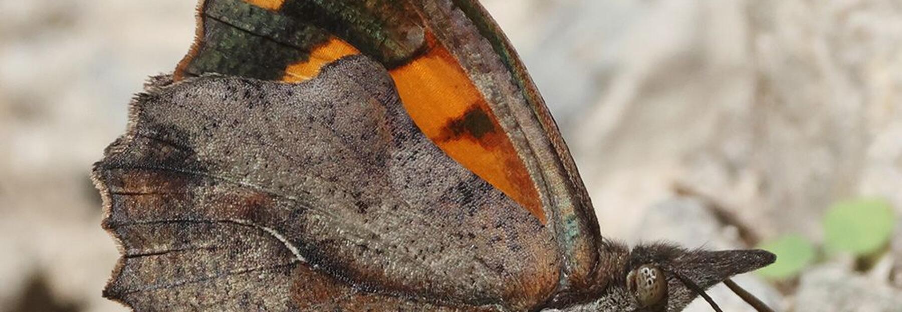 Zürgelbaum-Schnauzenfalter