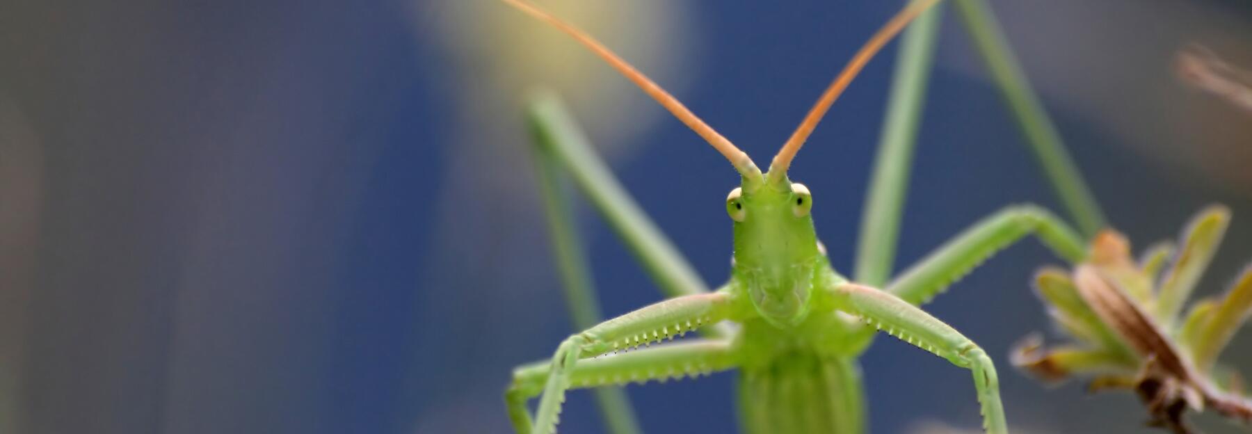 Große Sägeschrecke