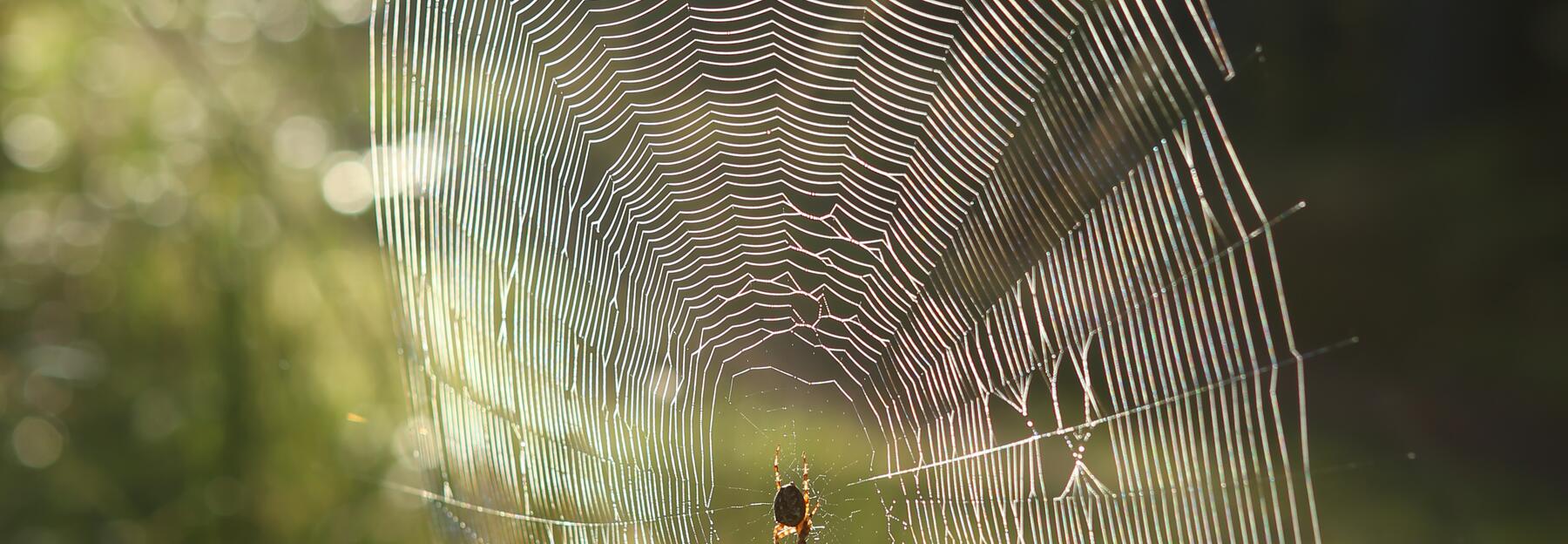 Kreuzspinne in ihrem Netz