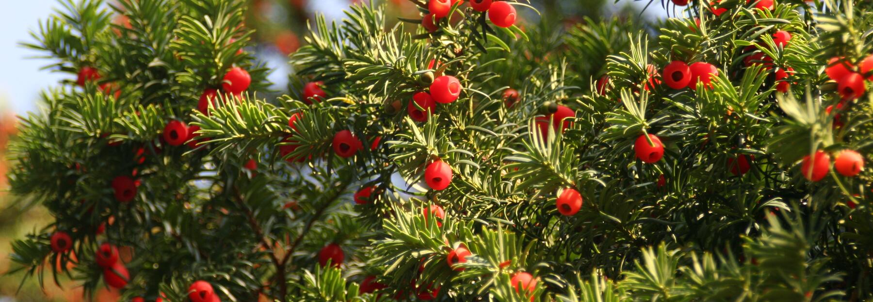 Eibe mit Beeren drauf