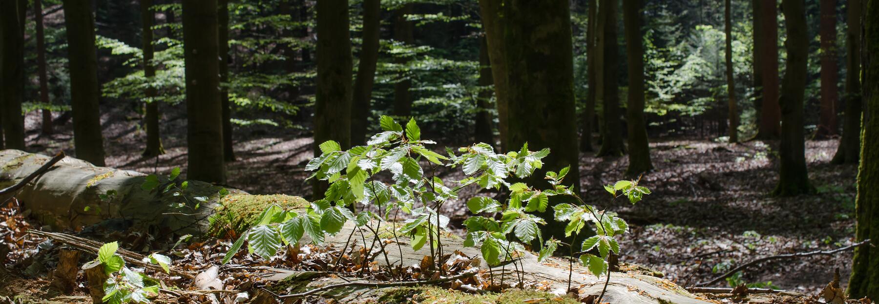 Buchensämlinge auf Totholz