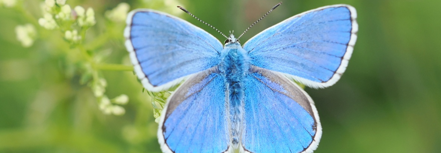 Himmelblauer Bläuling und eine Blume