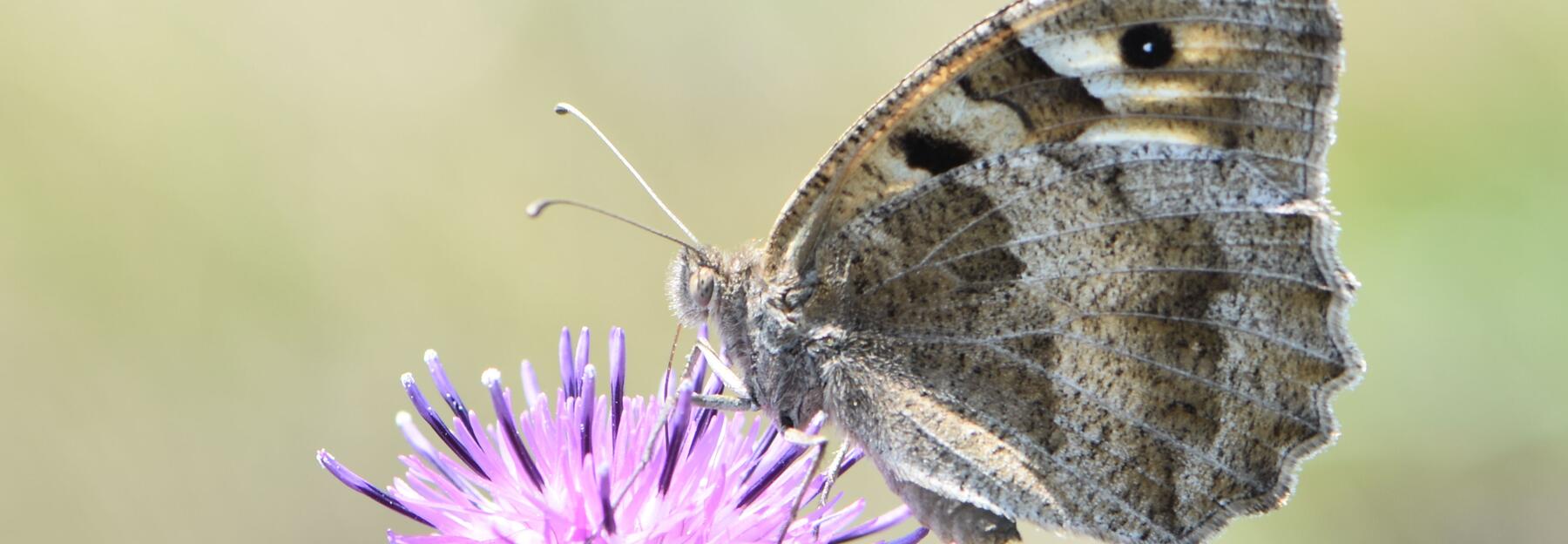 Schmetterling Berghexe