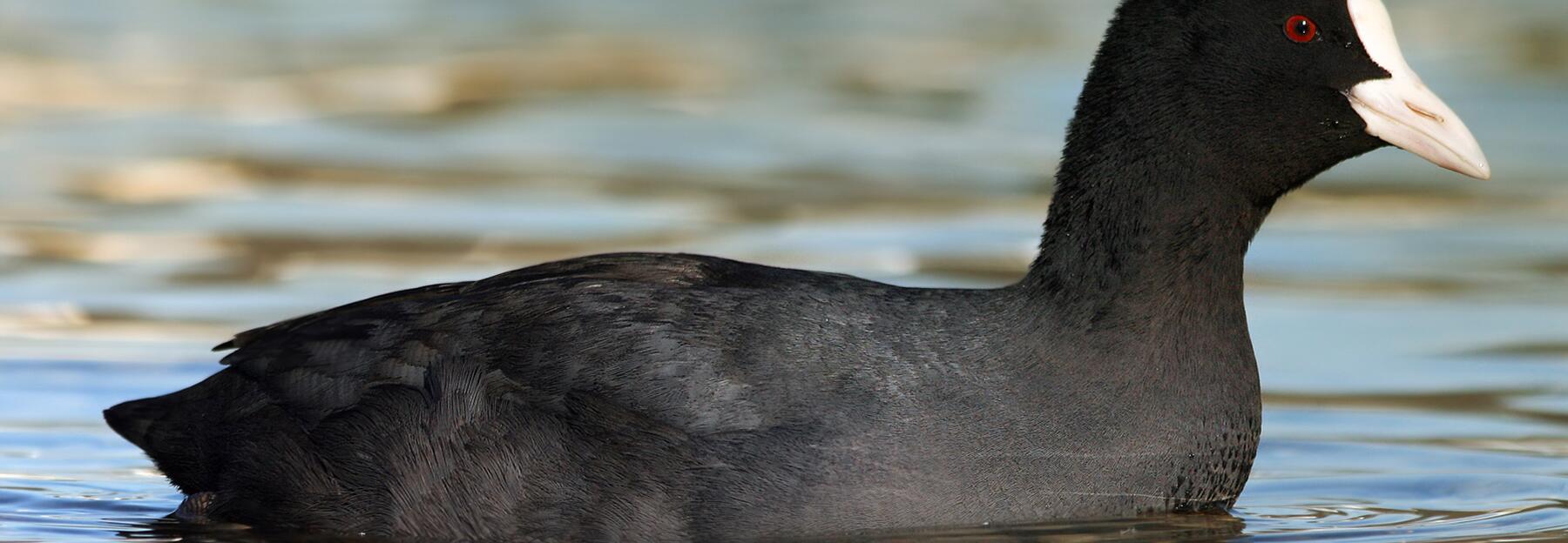 Blässhuhn in Wasser schwimmend