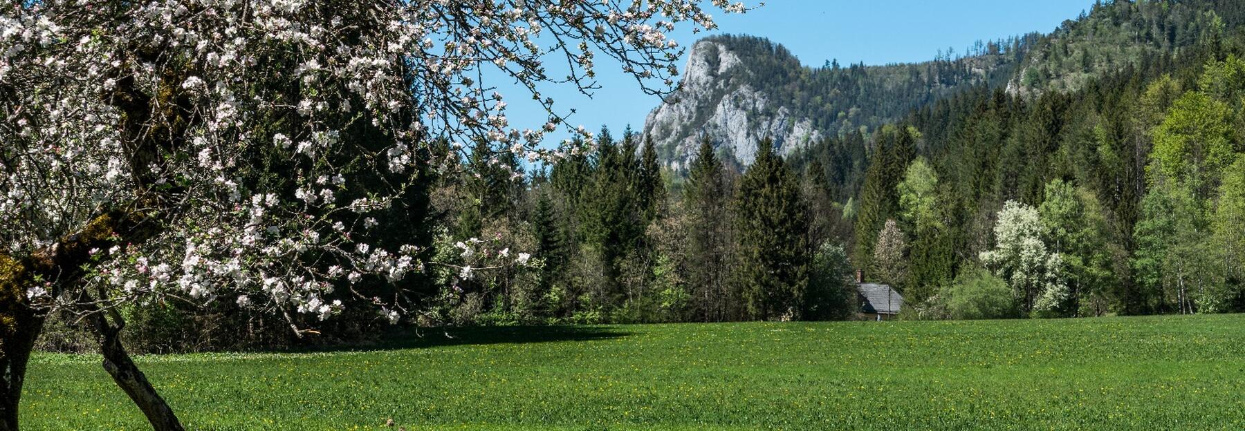 Blühender Obstbaum vor einem Berg