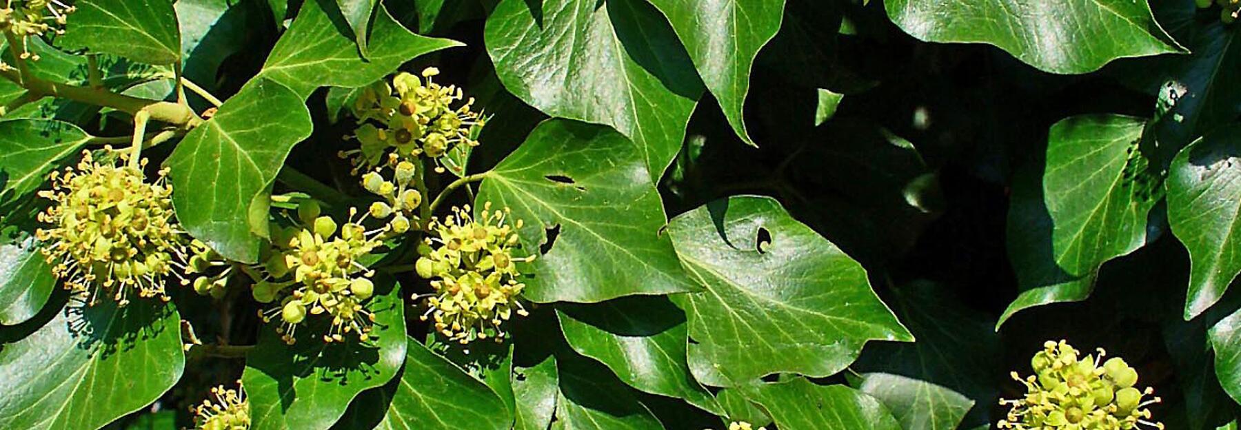 immergruene Pflanzen Efeu