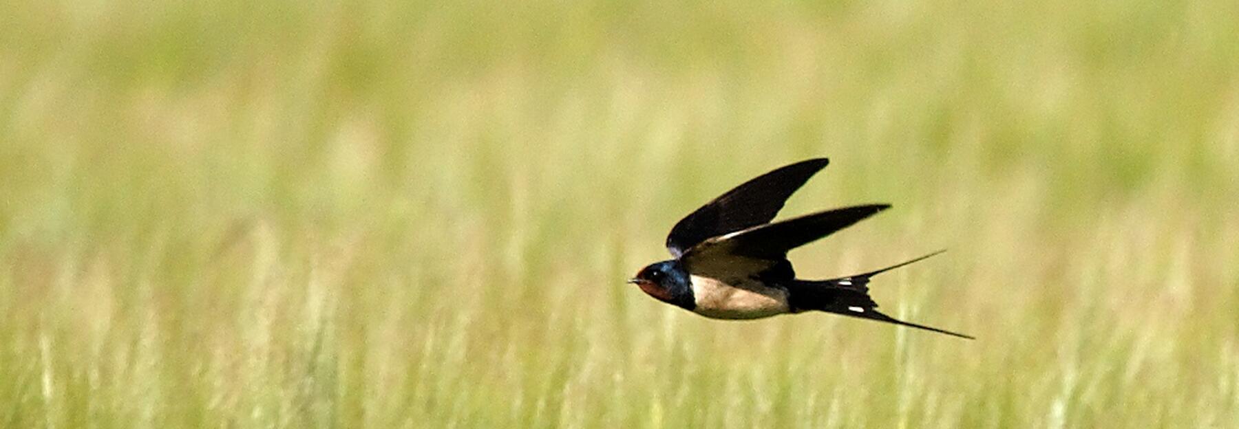 Jagende Rauchschwalbe