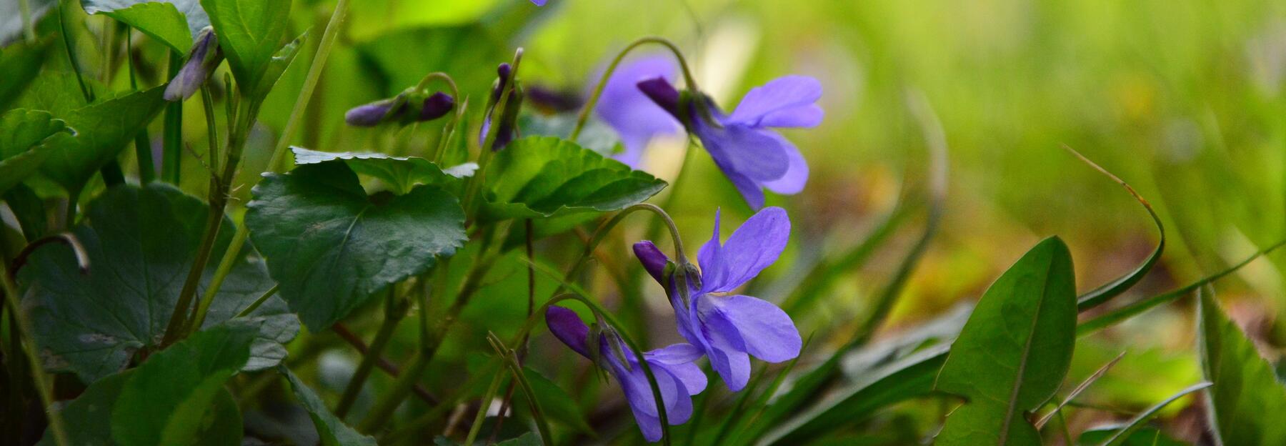 Lila Blumen in einer Wiese