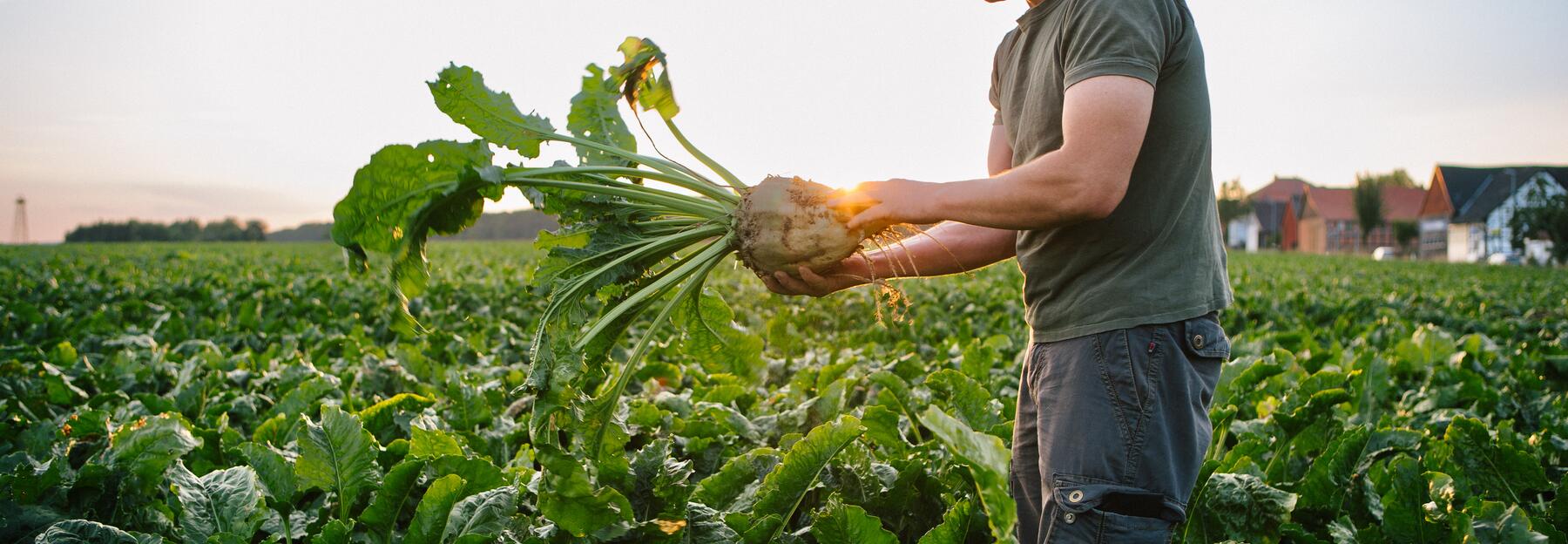 Mann auf einem Zuckerrübenfeld mit einer in der Hand
