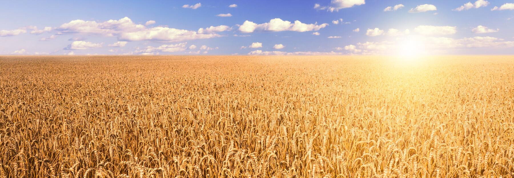 Weizenfeld im Sonnenaufgang