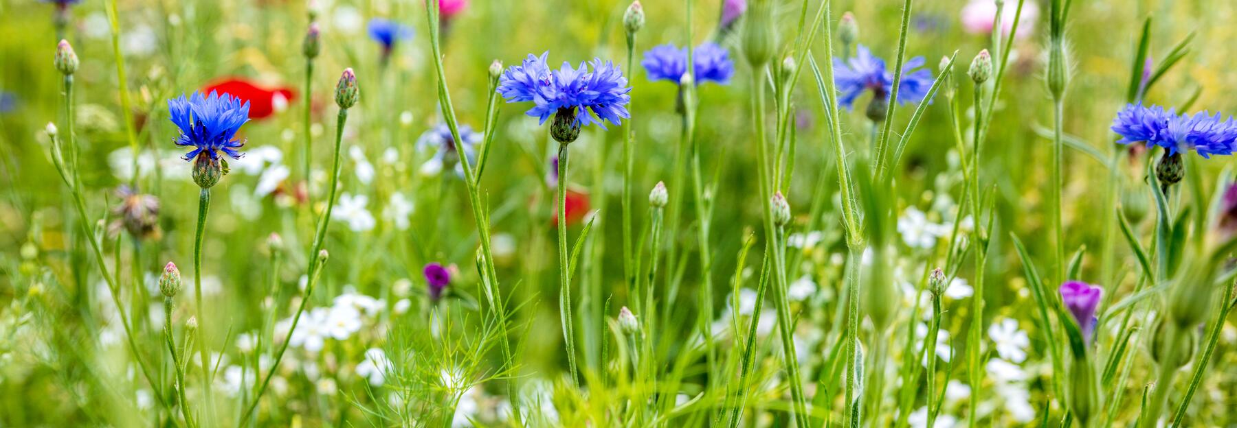 Wildblumen in der Blütezeit, Kornblumen, Mohn und Kräuter im Hintergrund