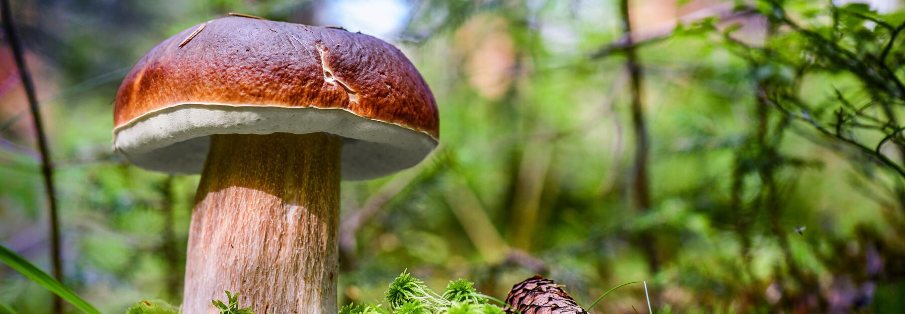 Steinpilz auf Waldboden