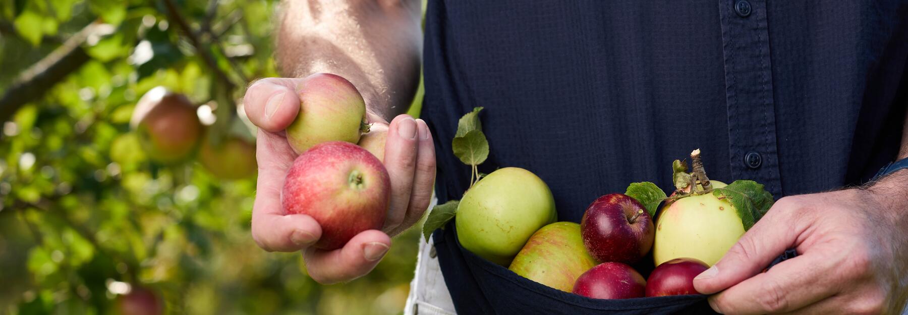 Mann hält verschiedene Aepfel in der Hand