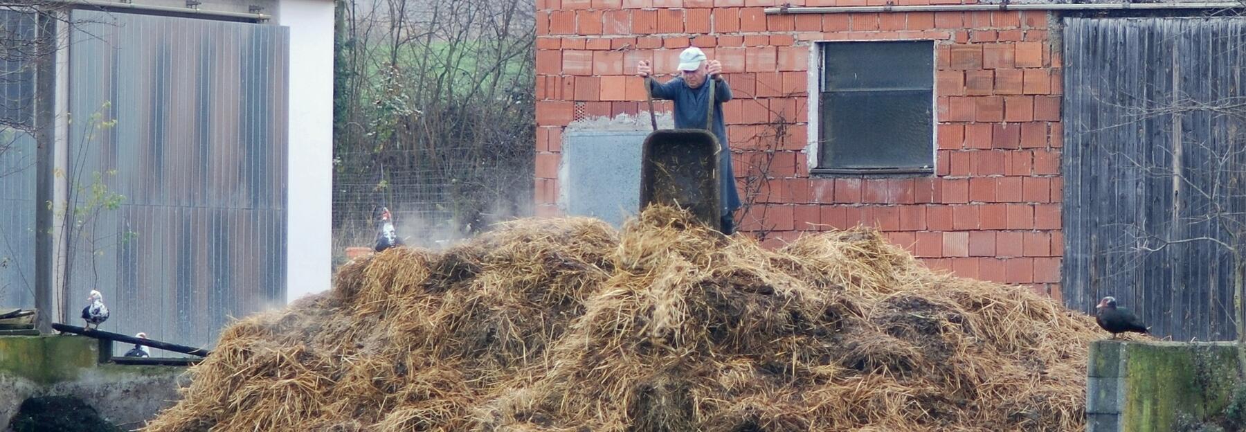 Misthaufen wird mit Scheibtruhe aufgestockt