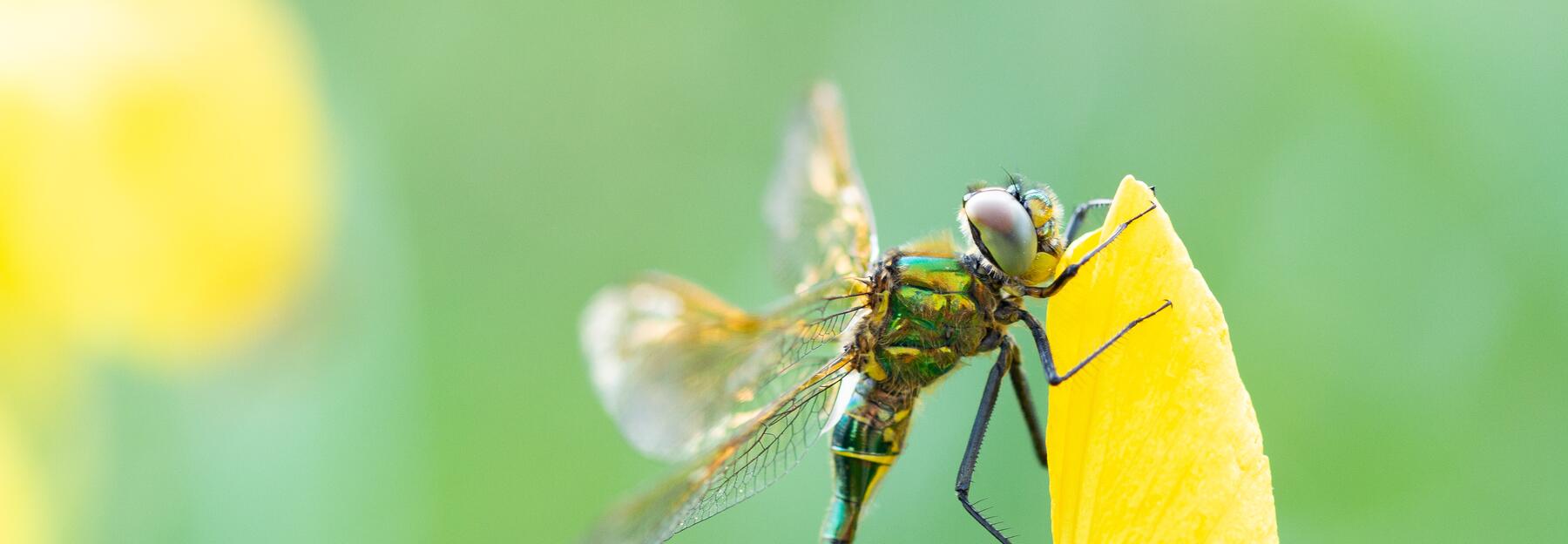 Smaragdlibelle auf Schwertlilie