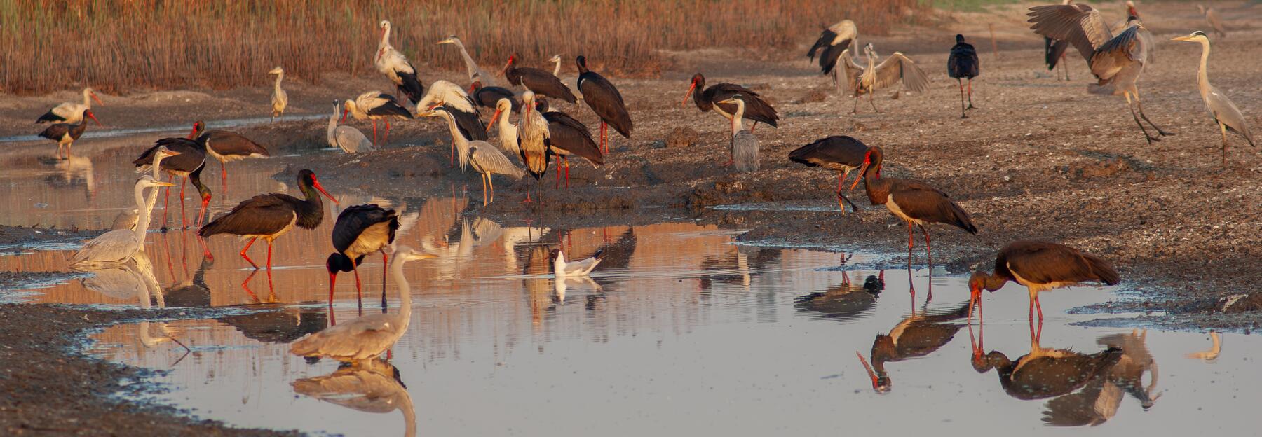 Schwarzstörche und Reiher an einer Wasserstelle, im Hintergrund braunes Schilf