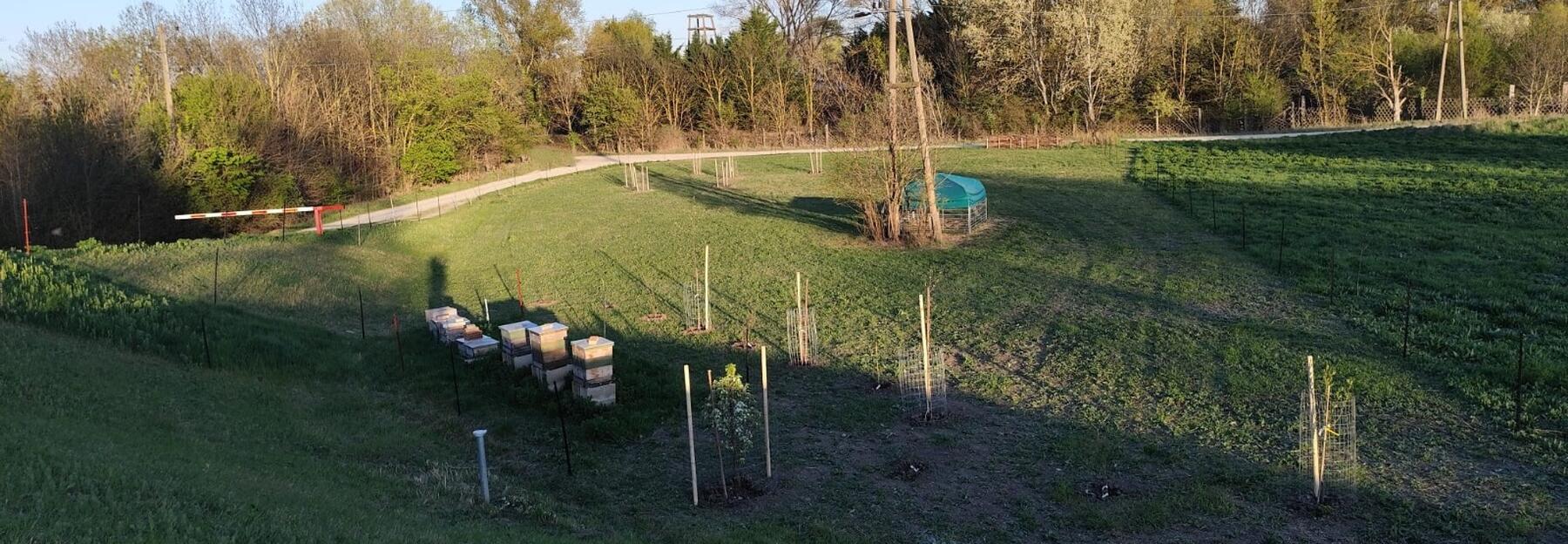 junge Streuobstwiese mit Bäumen und Pflanzenschutz (Baumstangen und Verbissschutzgitter)