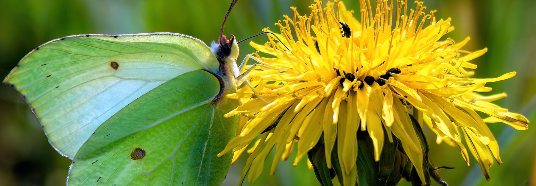 Schmetterling Zitronenfalter auf einer gelben Blume