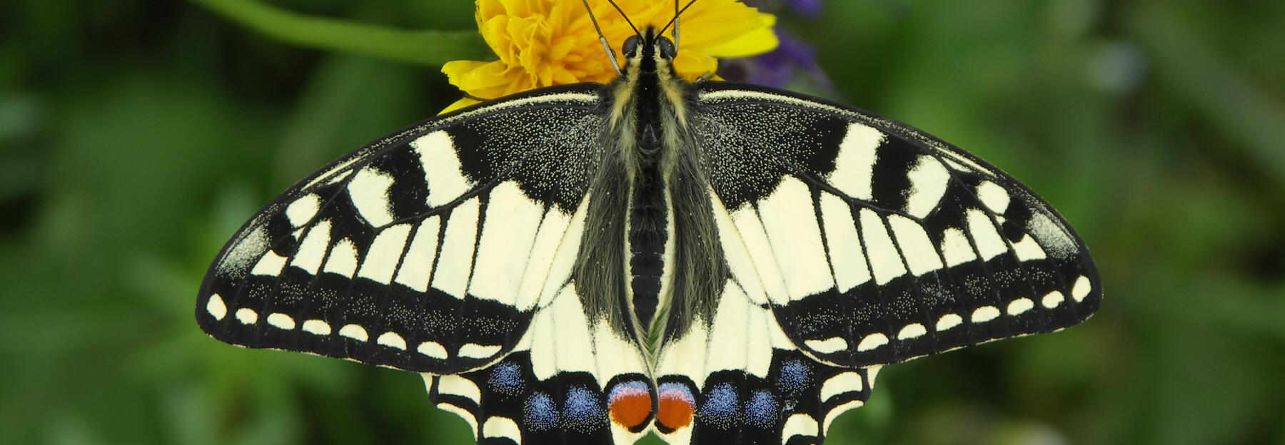 Schmetterling auf einer gelben Blume
