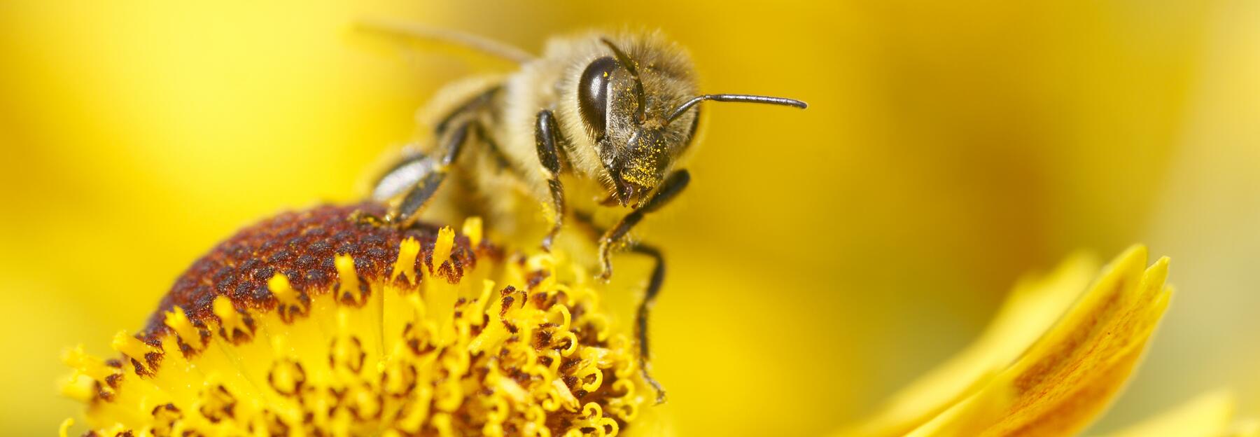 Biene auf gelber Blume
