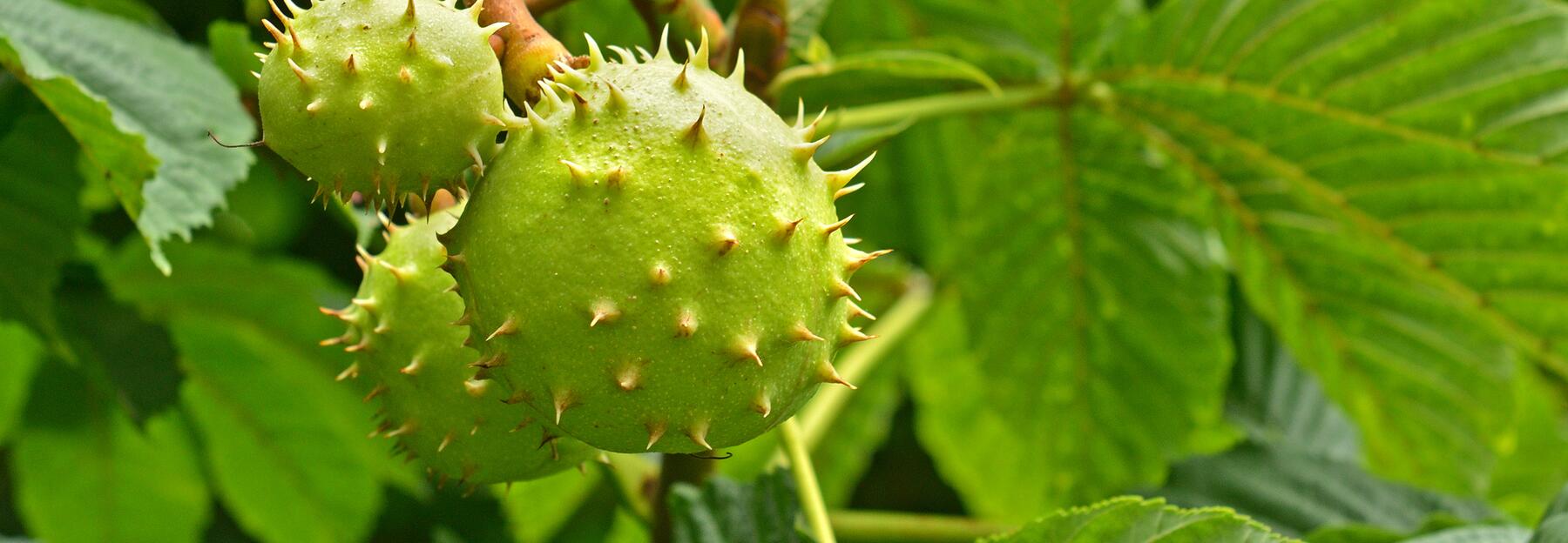 Edelkastanie (Castanea sativa)