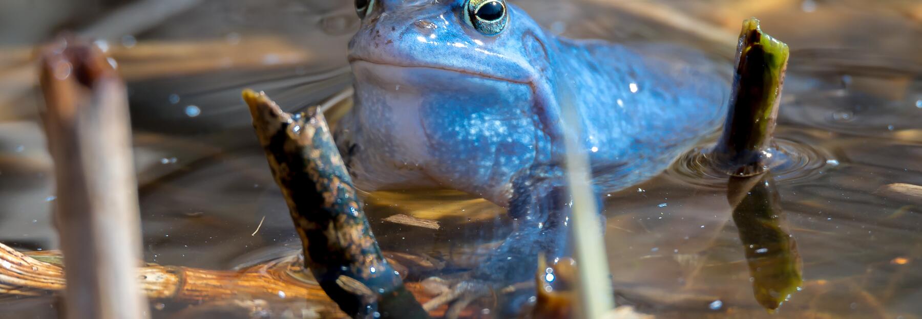 Moorfrosch in blauer Farbe in der Paarungszeit