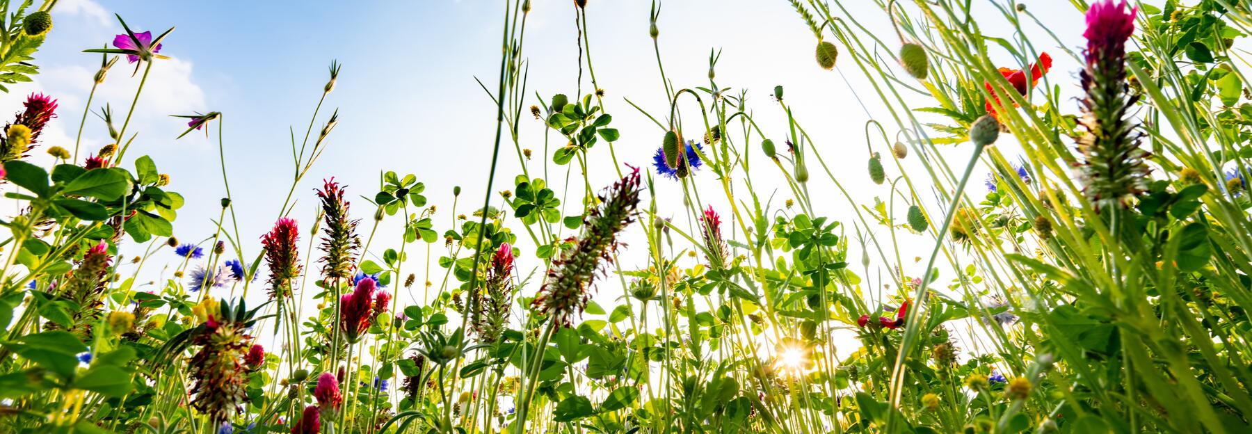 Blumenwiese Wildblumen Blüten Froschperspektive von unten Weitwinkel Klatschmohn Kornblume Wildblumen Himmel Sonne Licht Gräser Inkarnat-Klee Grün Kontrast Sommer Mai Juni Hintergrund bunt blau gelb