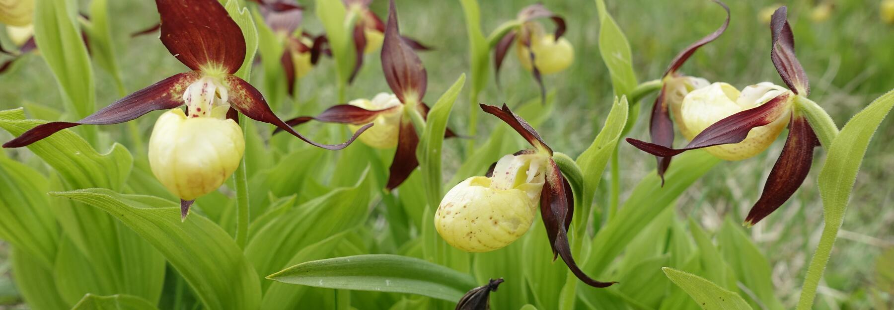 gelb-braune Blüten 