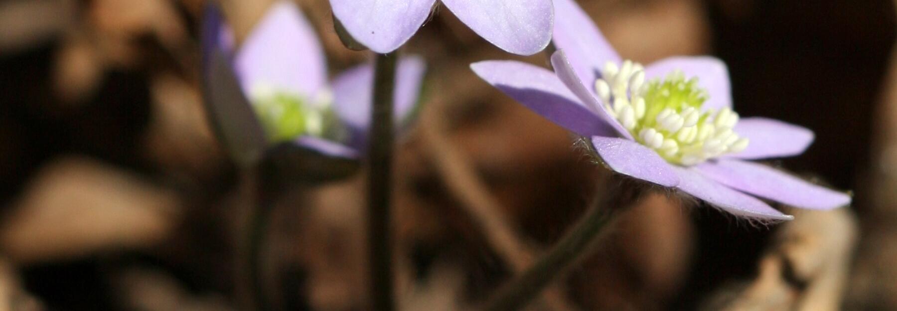 Leberblümchen