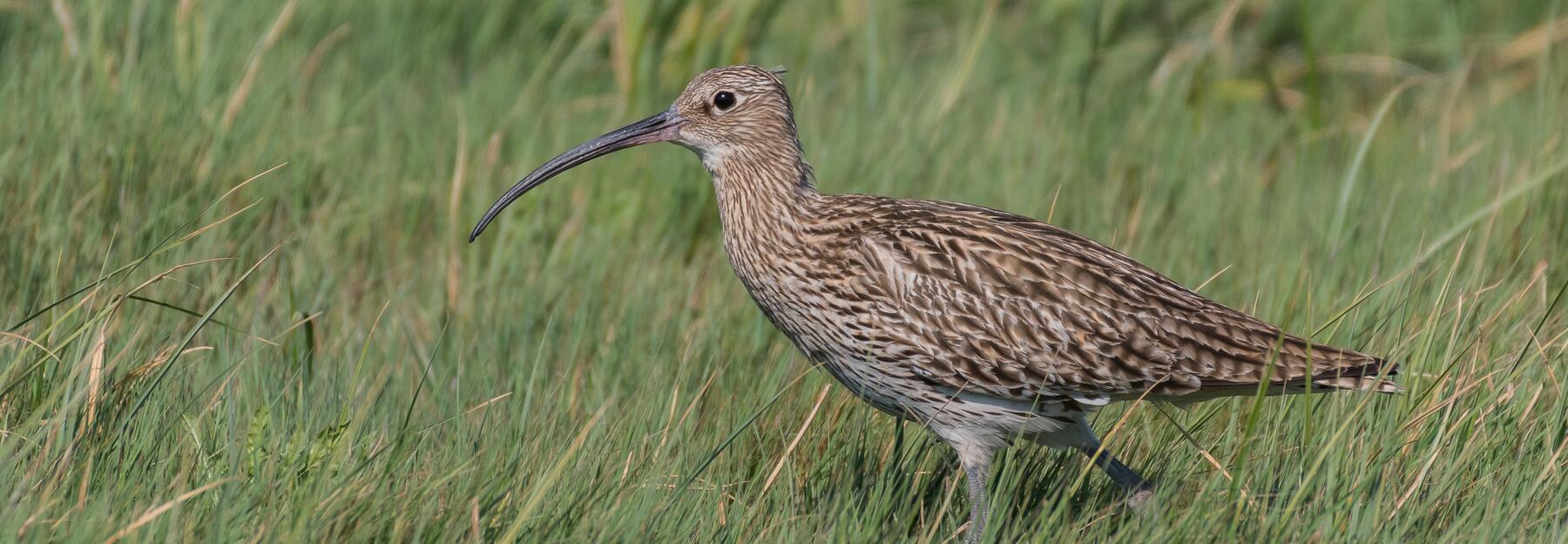 Brachvogel