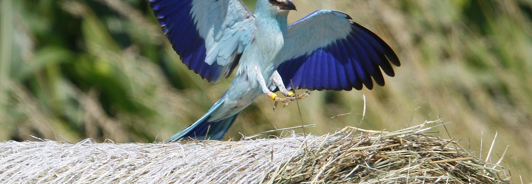 Blauer Vogel mit ausgebreiteten Schwingen 