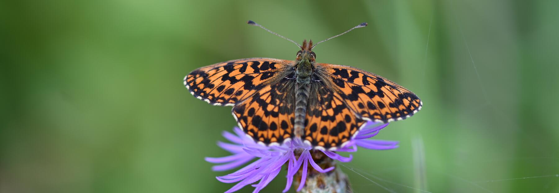Magerrasen Perlmuttfalter auf lila Blüte