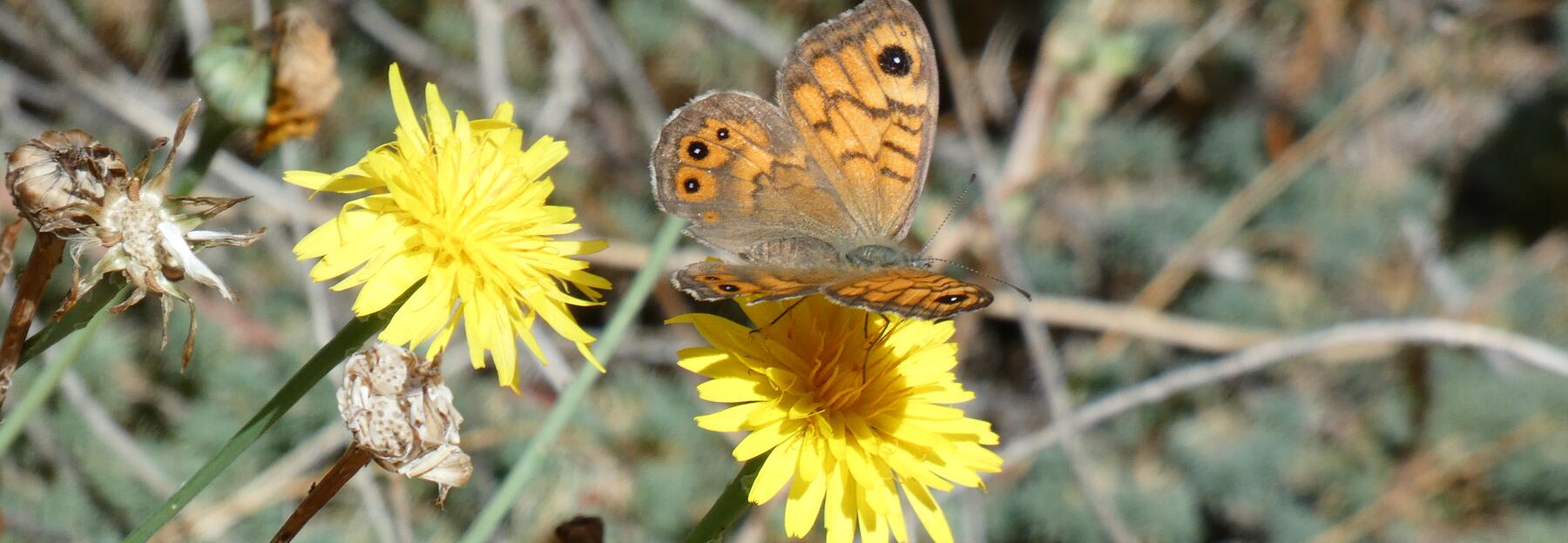 Schmetterling