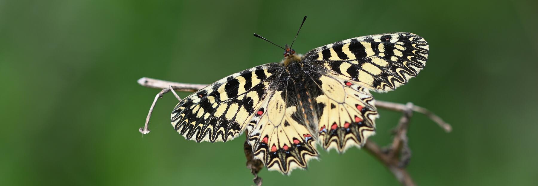 Osterluzeifalter vor grünem Hintergrund