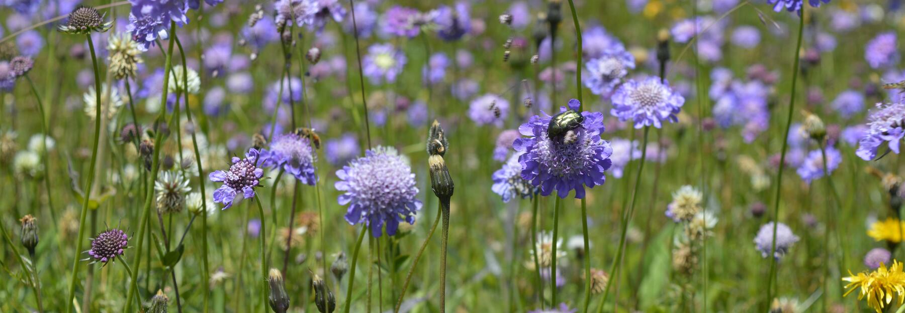 Blume