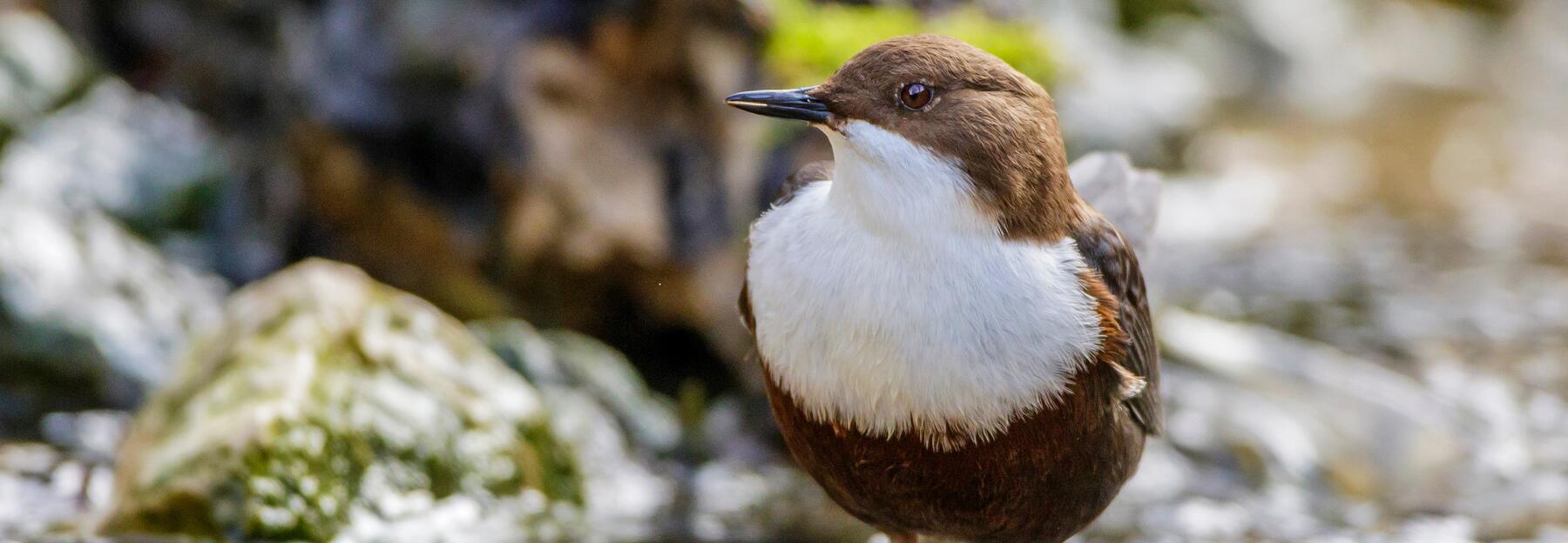Wasseramsel