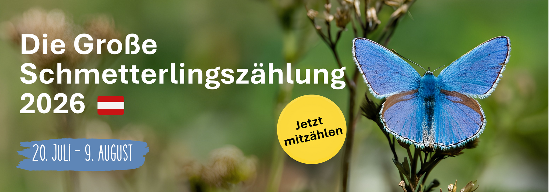 Blauer Schmetterling auf einer Blume mit Hinweis auf Schmetterlingszähliung vom 20 Juili bis 9 August 