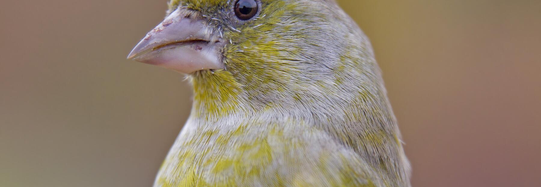 Grünfink close-up