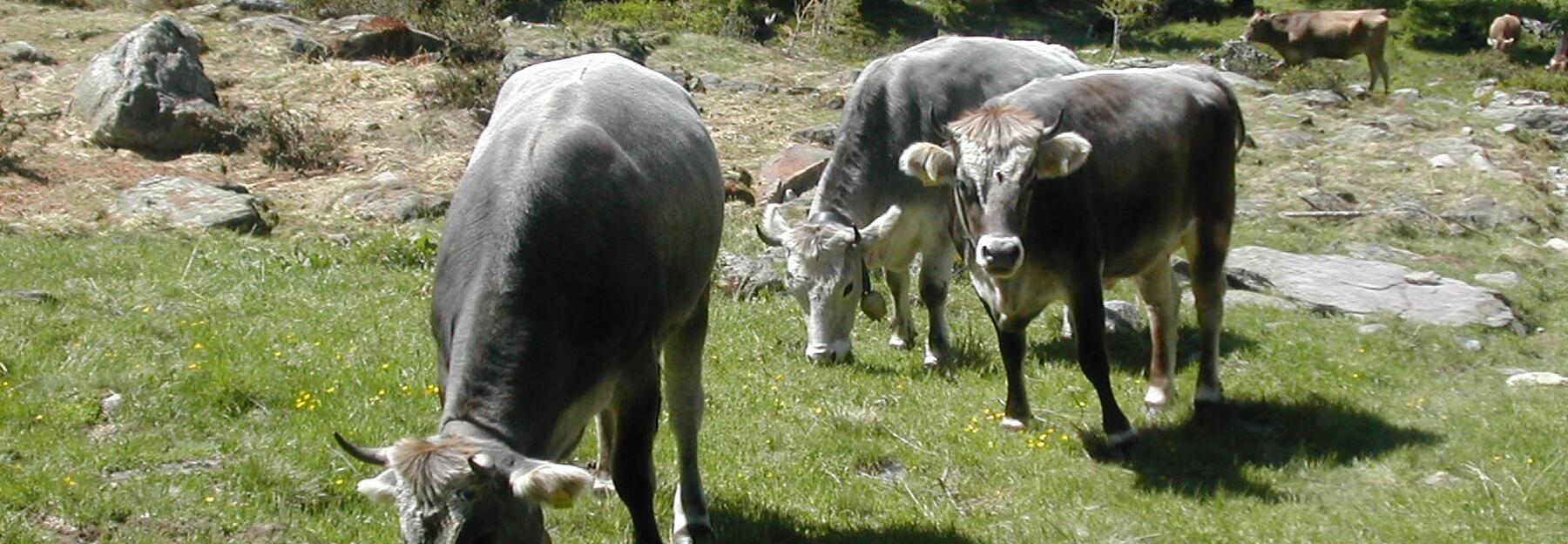 Grauvieh, eine Zweinutzungsrasse aus Tirol