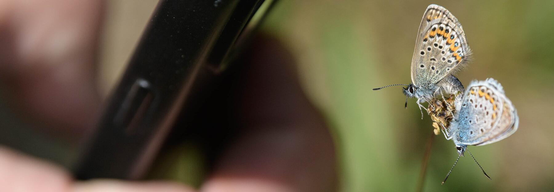 Eine Hand hält ein Mobiltelefon und fotografiert einen Schmetterling 