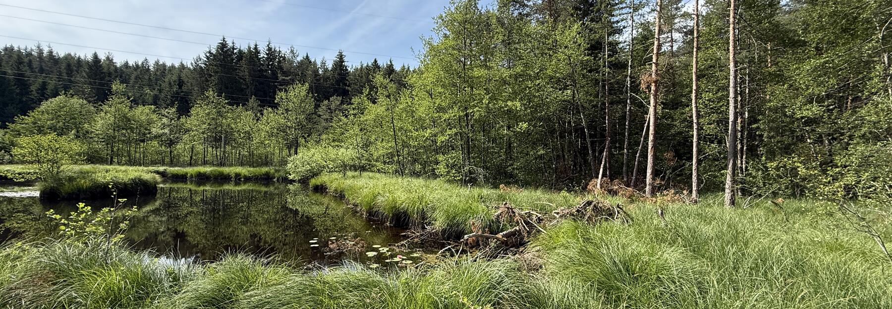 Moorfläche mit Teich und Bäumen