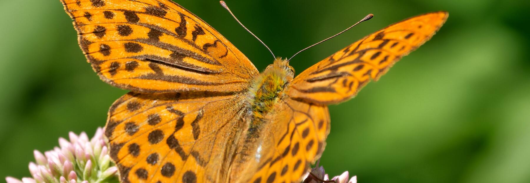 Orange braun getupfter Schmetterling auf einer Pflanze sitzend