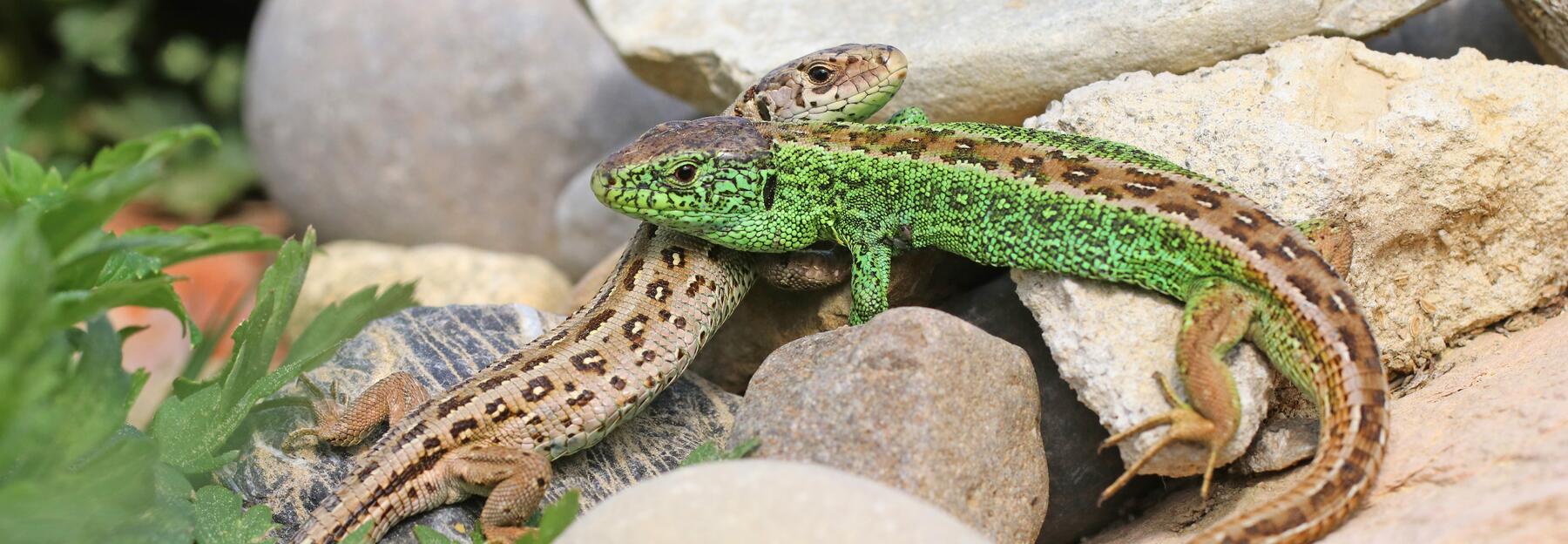 Zwei Zauneidechsen, ein leuchtend grünes Männchen und ein bräunlich gemustertes Weibchen, liegen bei der Paarung auf einem sonnenwarmen Steinhaufen zwischen grünen Pflanzen