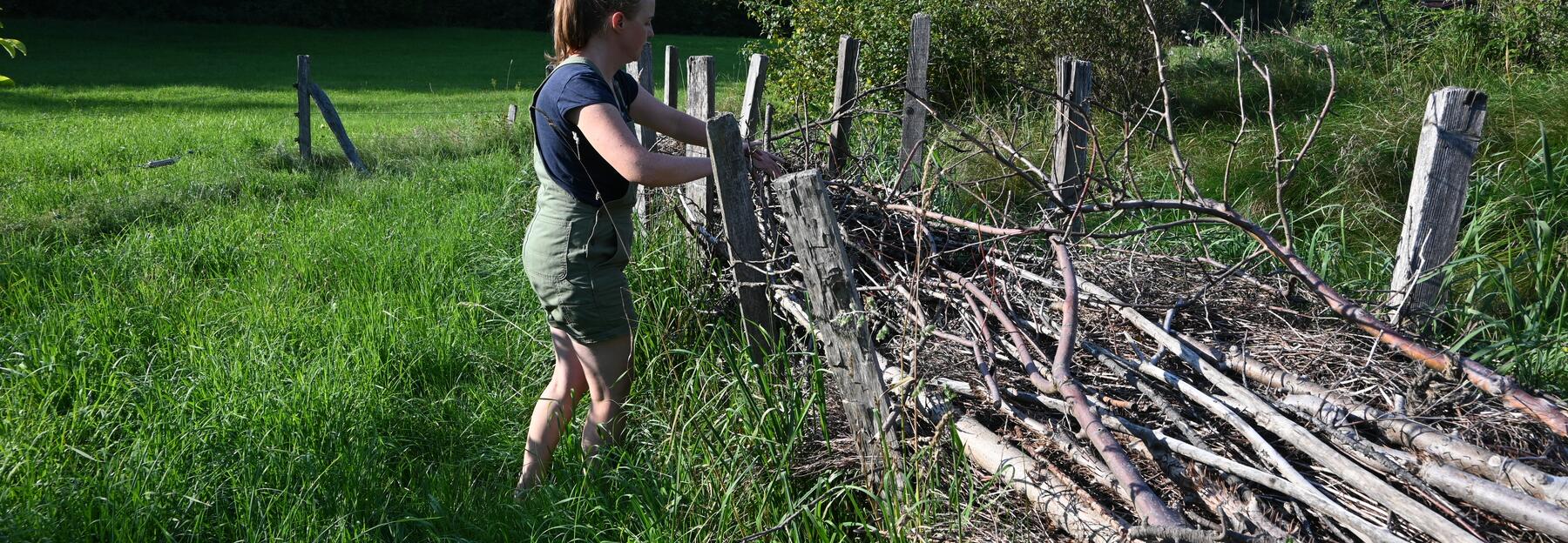 Eine Frau arbeitet an einer traditionellen Riedelzaun-Hecke. Im Hintergrund sind bewaldete Hügel und Berge zu sehen