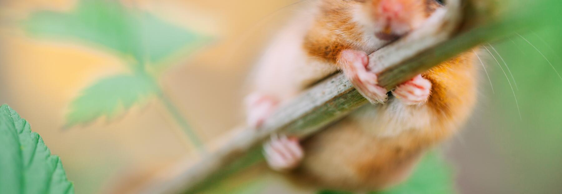 Haselmaus