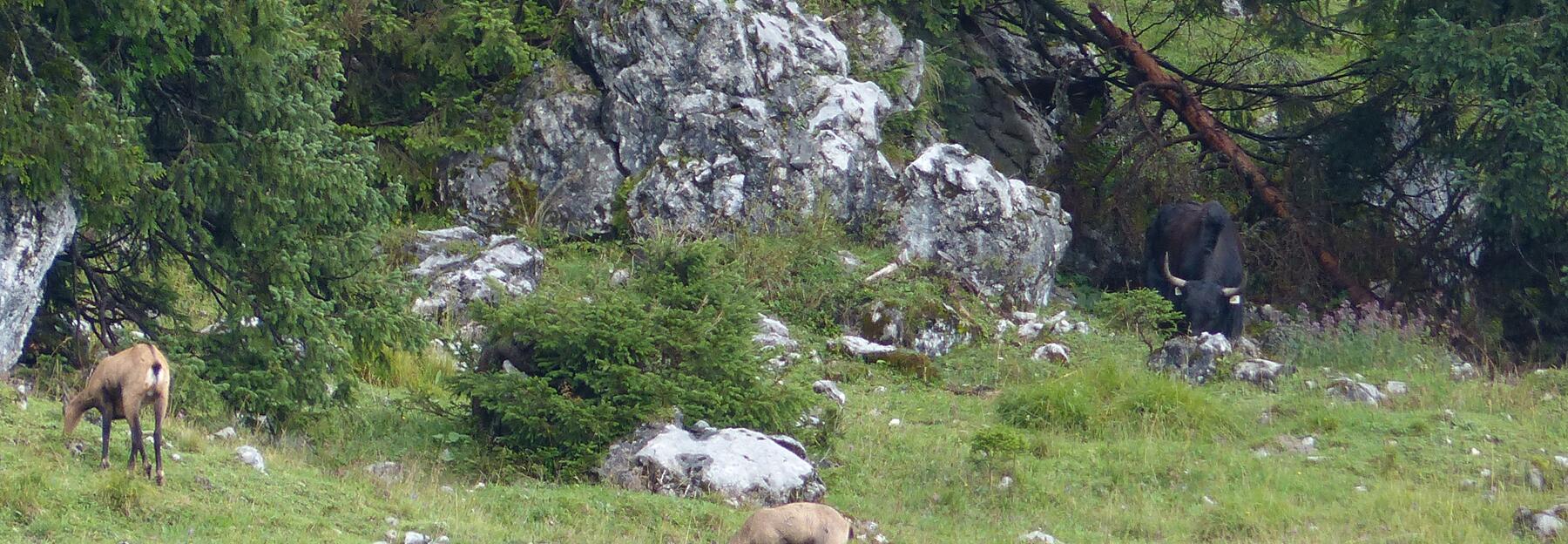 Gemsen und Jaks auf einr Alm
