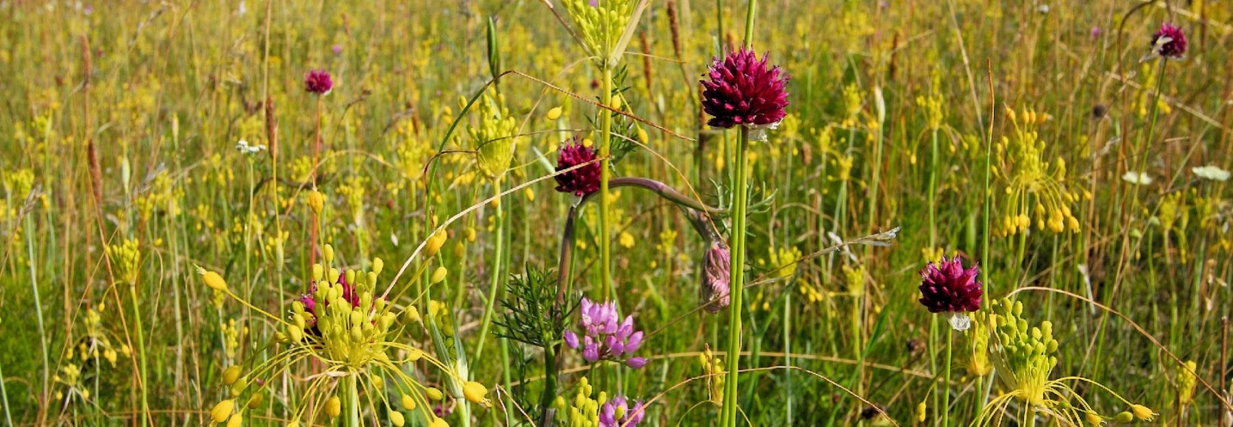 Bunte Steppe am Stadtrand ,Lebensraum,  Blumen/Lauchblüten/Weide