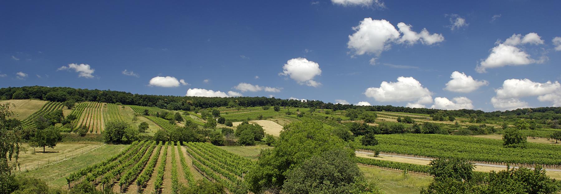 Weinberge im Naturpark Neusiedlersee